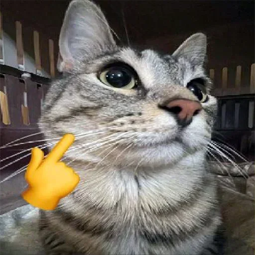Стікер Telegram «Cats memes» 👆