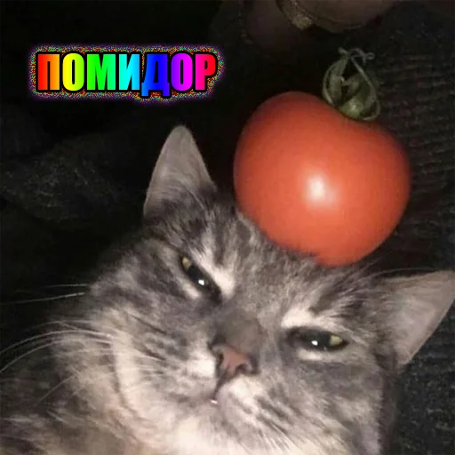 Стикер Telegram «Cats memes» 🍅