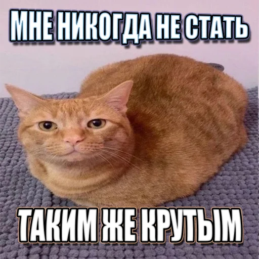 Telegram stiker «Cats memes» 😎