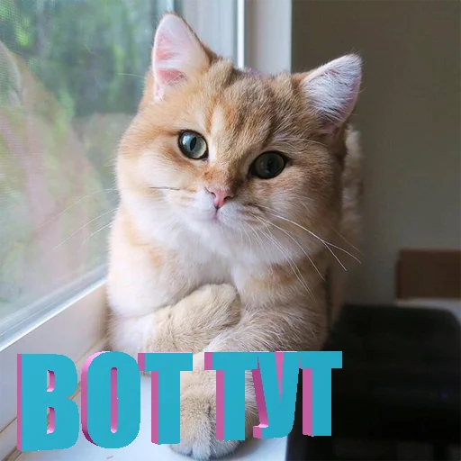 Telegram stiker «Cats memes» 👆