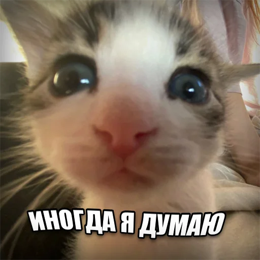 Telegram stiker «Cats memes» 🤔