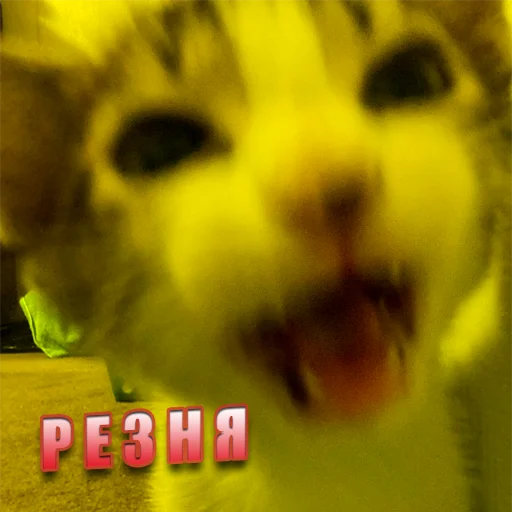 Telegram Sticker «Cats memes» 🔪