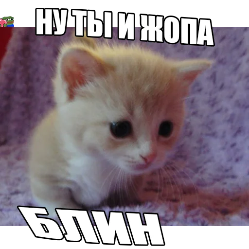 Telegram Sticker «Cats memes» 🍑