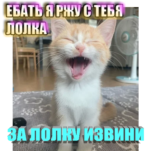 Стікер Telegram «Cats memes» 🤣
