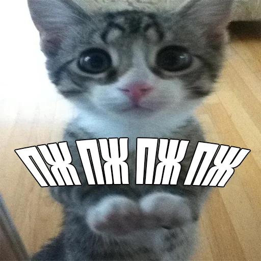 Telegram Sticker «Cats memes» 🥺