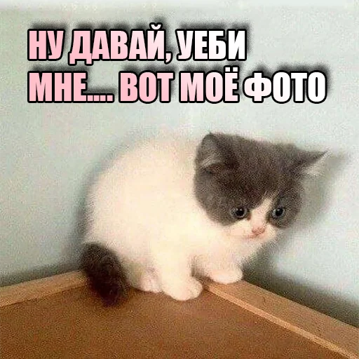 Telegram Sticker «Cats memes» 😒