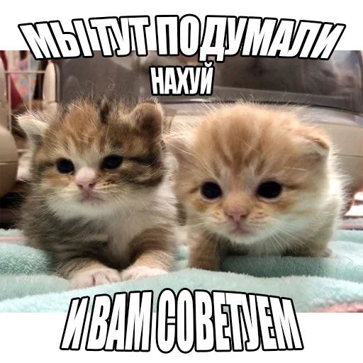 Стикер Telegram «Cats memes» 🤔
