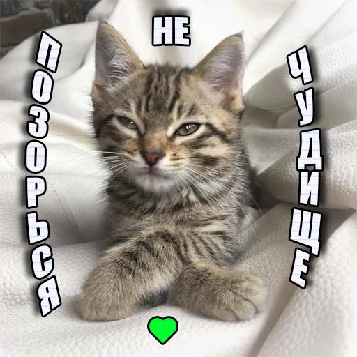 Telegram stiker «Cats memes» 💚