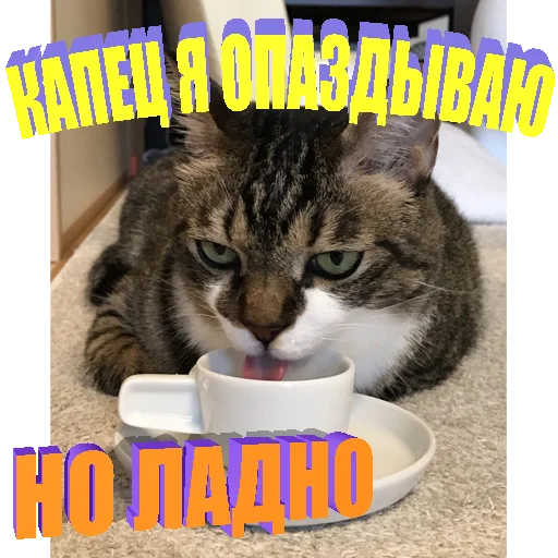Telegram Sticker «Cats memes» 🙄