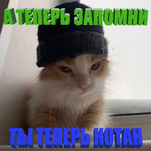Telegram Sticker «Cats memes» ✊