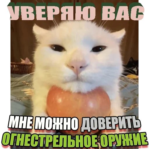 Telegram stiker «Cats memes» 🍎