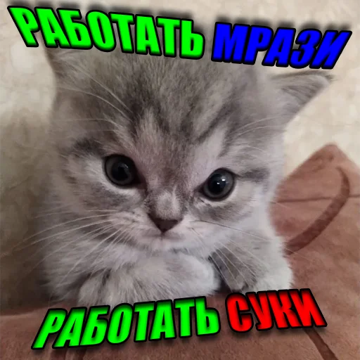 Telegram Sticker «Cats memes» 👿
