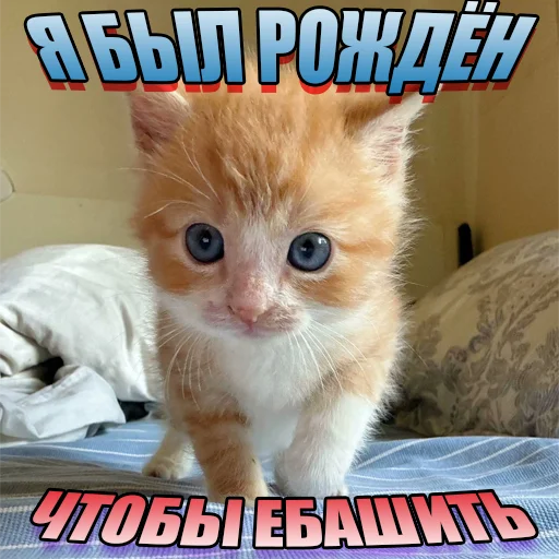 Cats memes stiker 🥺