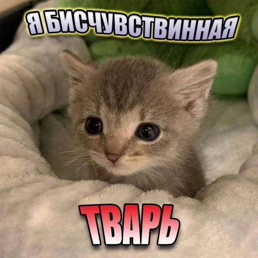 Стікер Telegram «Cats memes» 🙂