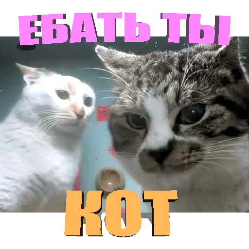 Стикер Telegram «Cats memes» 🤨