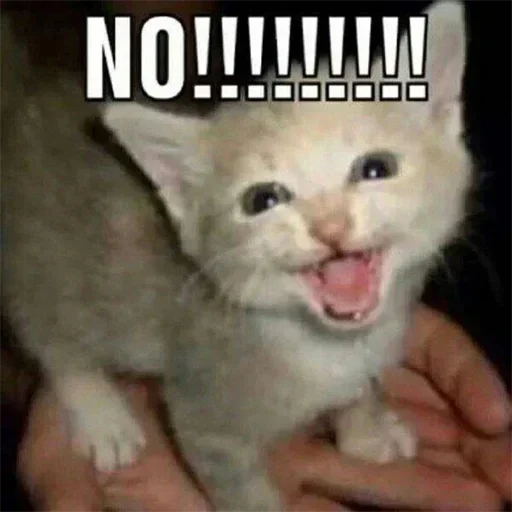 Telegram Sticker «Cats memes» 🙀