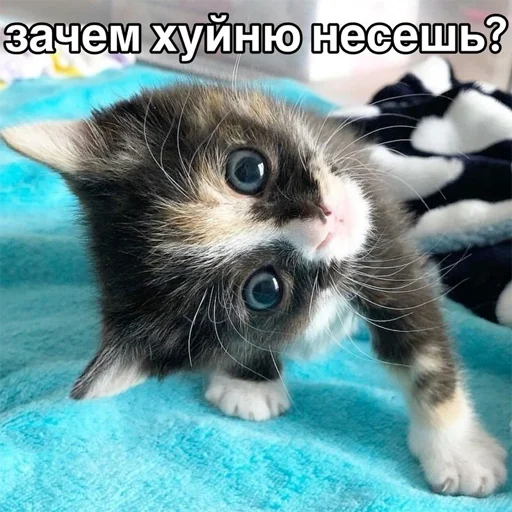 Telegram Sticker «Cats memes» 😕