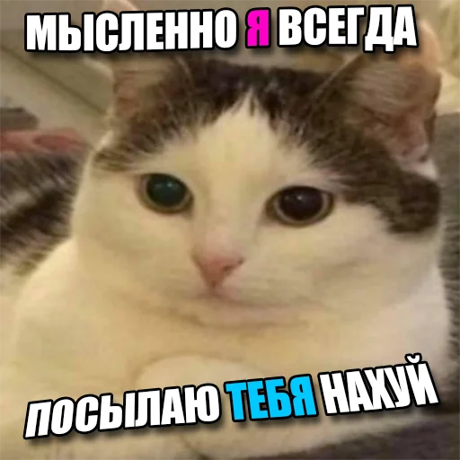 Стікер Telegram «Cats memes» 🤬