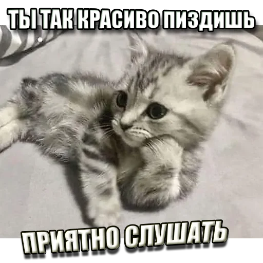 Стикер Telegram «Cats memes» 😌