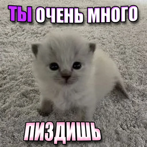 Стикер Telegram «Cats memes» 🤬