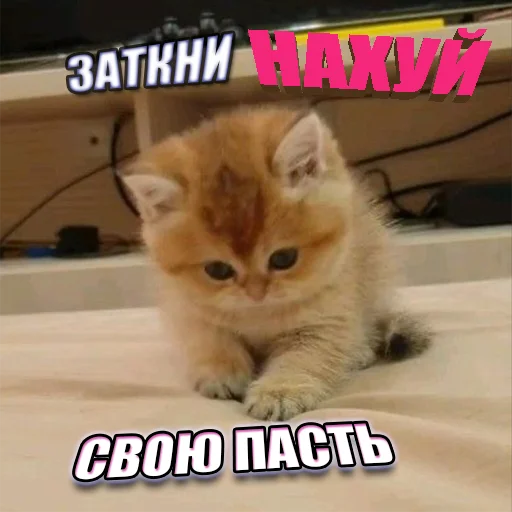 Cats memes sticker 🤐