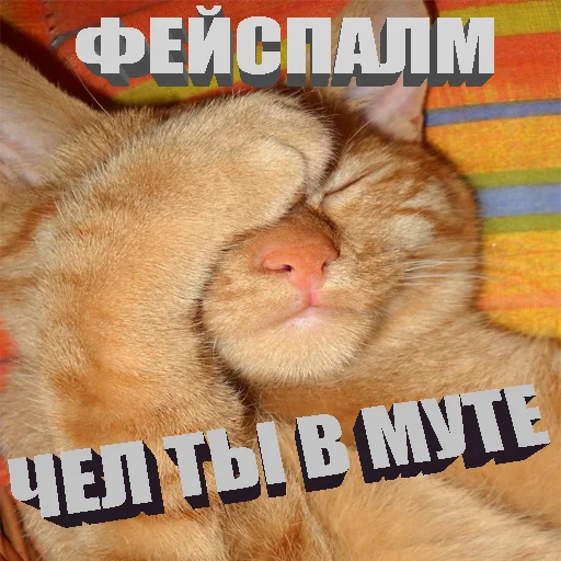 Стикер Telegram «Cats memes» 🤦‍♂️