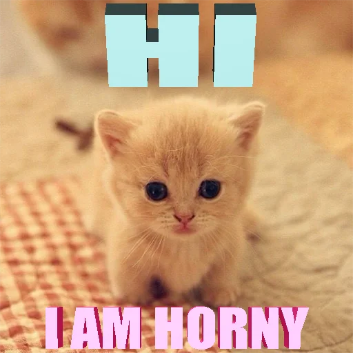 Стікер Telegram «Cats memes» 👋