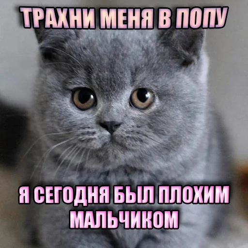 Стикер Cats memes 🔞