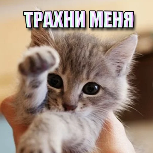 Стикер Telegram «Cats memes» 🔞