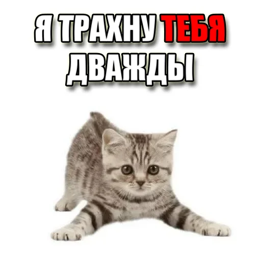 Стікер Telegram «Cats memes» 🔞