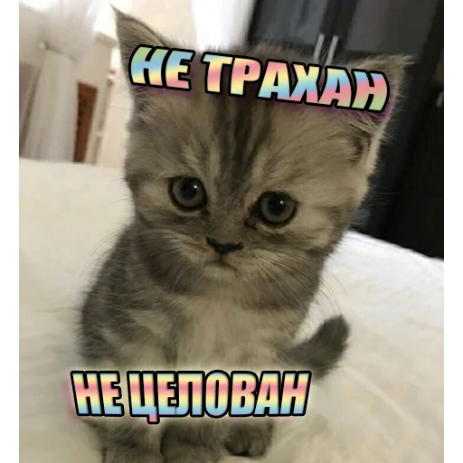Telegram Sticker «Cats memes» 😔