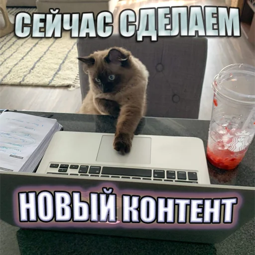 Telegram stiker «Cats memes» ⚙️