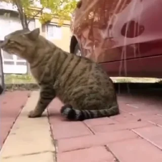 Стікер Cats compilation #1 😤