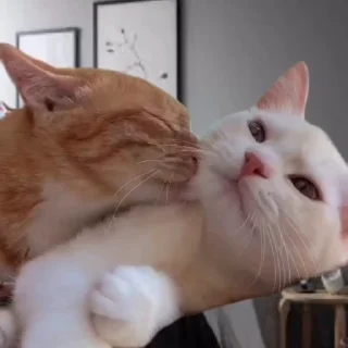 Стікер Cats compilation #1 💋
