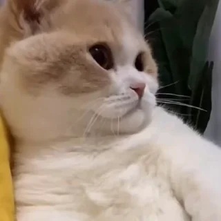 Стікер Cats compilation #1 ☹️