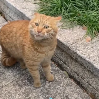 Стікер Cats compilation #1 ☺️