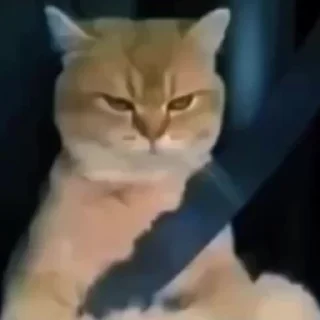 Стікер Cats compilation #1 🤨