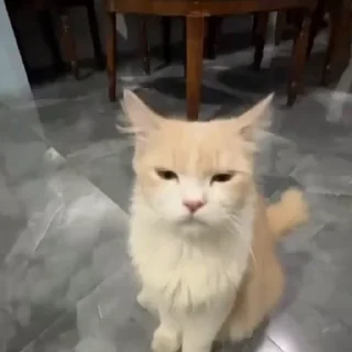 Стікер Cats compilation #1 🤟
