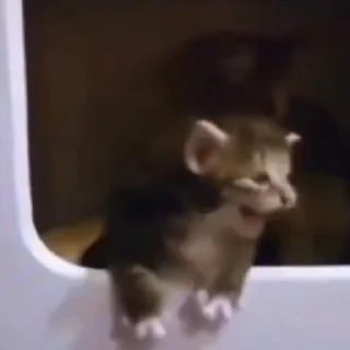 Стикер Cats compilation #1 🥰