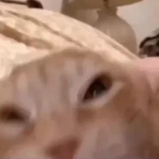 Стікер Cats compilation #1 🤬
