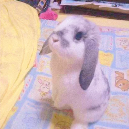 ᭝݊sOft rabbit ⵓ ⿴༘͜᭼̣ꪆ sticker 🐰
