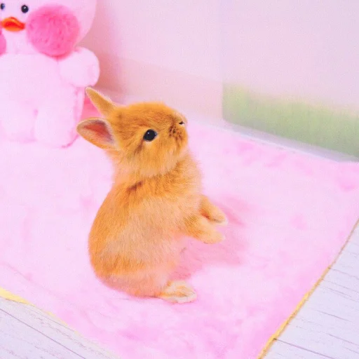Емодзі ᭝݊sOft rabbit ⵓ ⿴༘͜᭼̣ꪆ 🐰