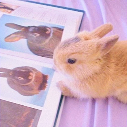 Стикер ᭝݊sOft rabbit ⵓ ⿴༘͜᭼̣ꪆ 🐰