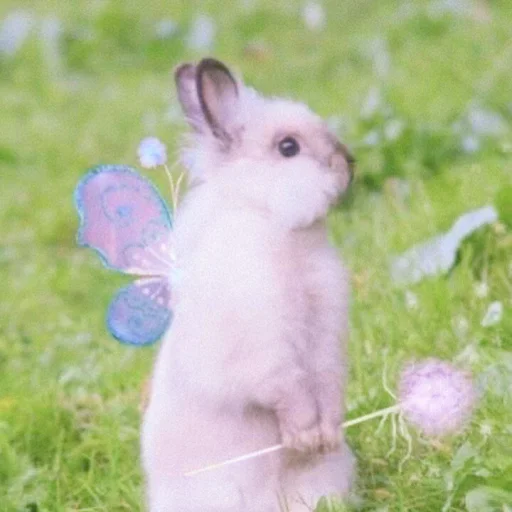 Стікер ᭝݊sOft rabbit ⵓ ⿴༘͜᭼̣ꪆ 🐰