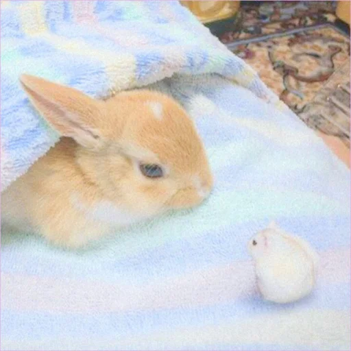 Стікер ᭝݊sOft rabbit ⵓ ⿴༘͜᭼̣ꪆ 🐰