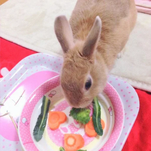 Эмодзи ᭝݊sOft rabbit ⵓ ⿴༘͜᭼̣ꪆ 🐰