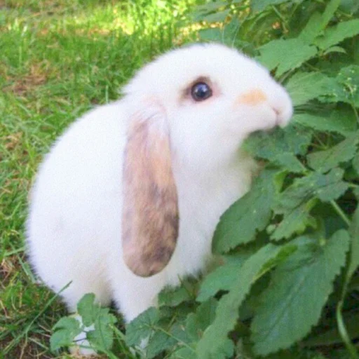 Стикер ᭝݊sOft rabbit ⵓ ⿴༘͜᭼̣ꪆ 🐰