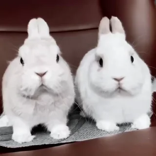 Стікер Rabbits 🐇
