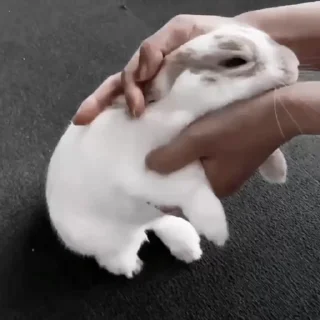 Rabbits sticker 🐇