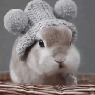 Эмодзи Rabbits 🐇